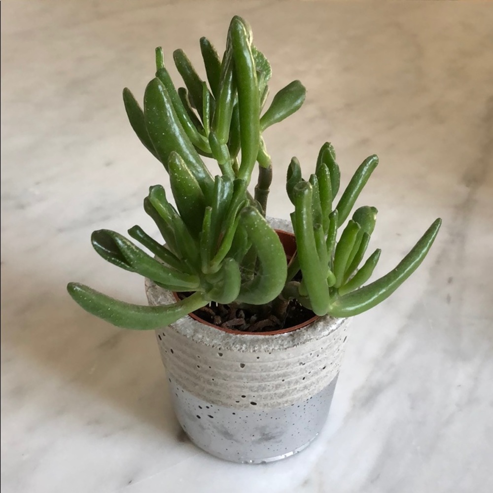 Raw Edge Concrete Planter